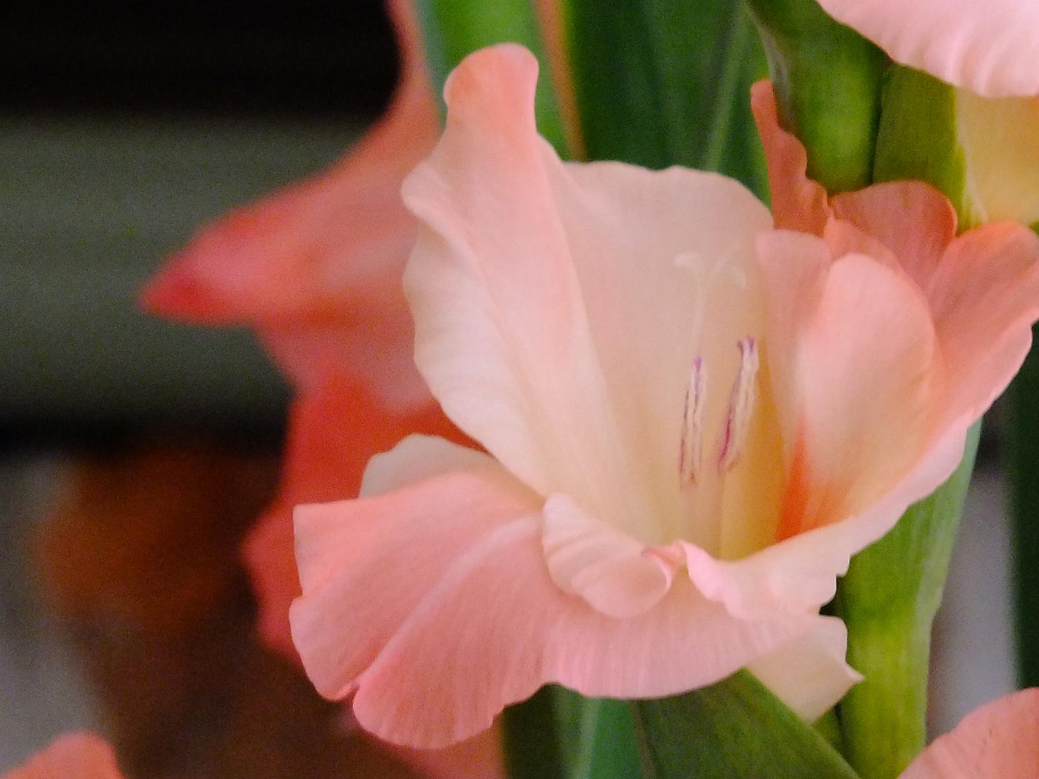 Pink Gladiola