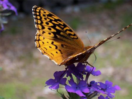 Butterfly sitting on top of flowers