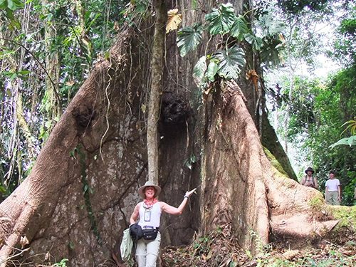 Grandfather Tree