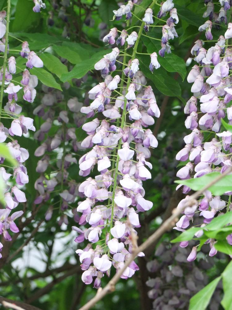 Wisteria