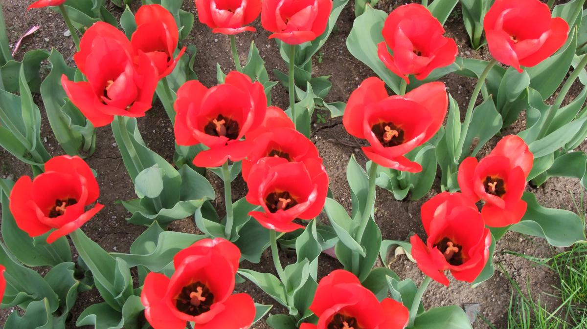 Red Tulips