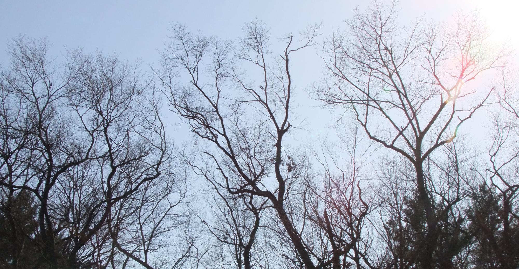 Spring trees