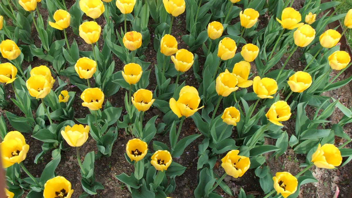 Yellow tulips